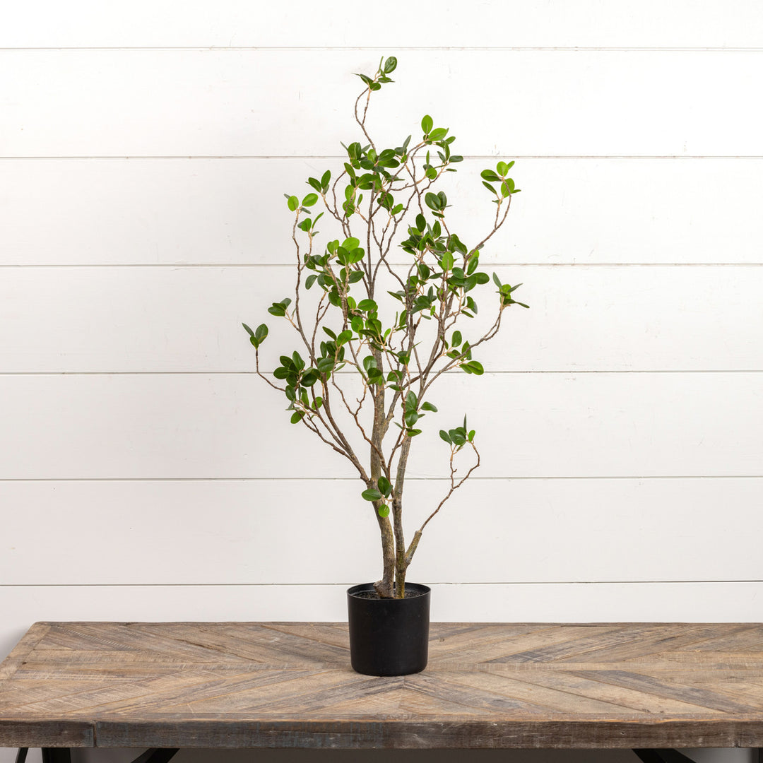 35"Tea Leaf Tree in Black Pot