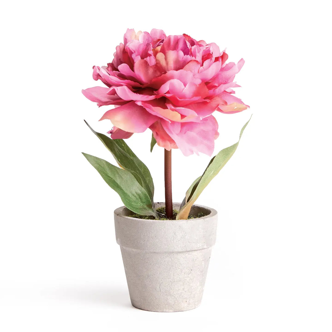 Mini Peony Potted 6.5" Pink