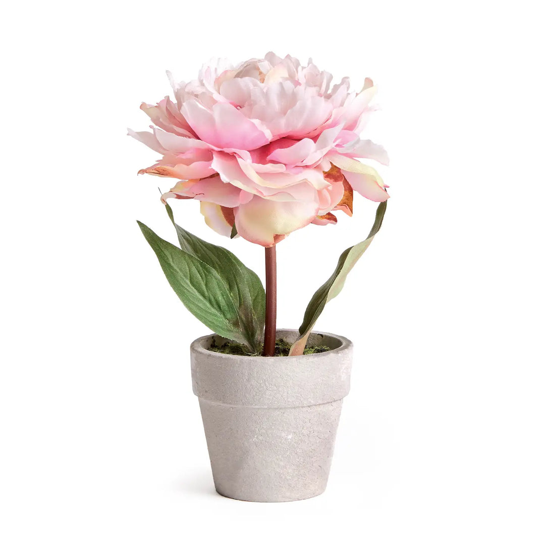 Mini Peony Potted 6.5 Light  Pink