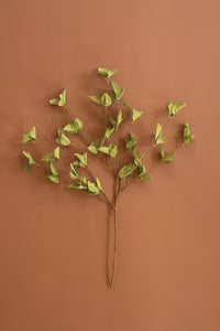 botanica 9035