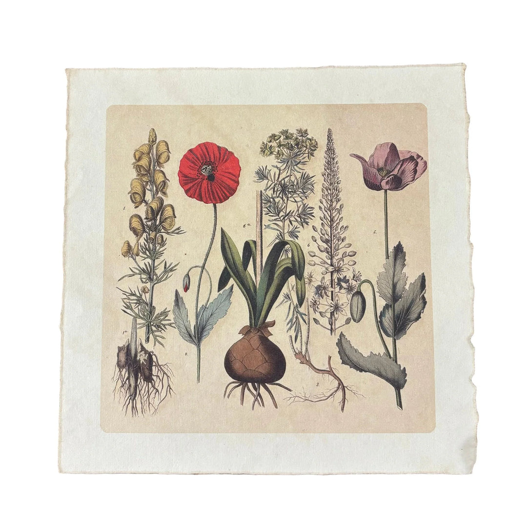 Root Bunch - Flora & Fauna Collection