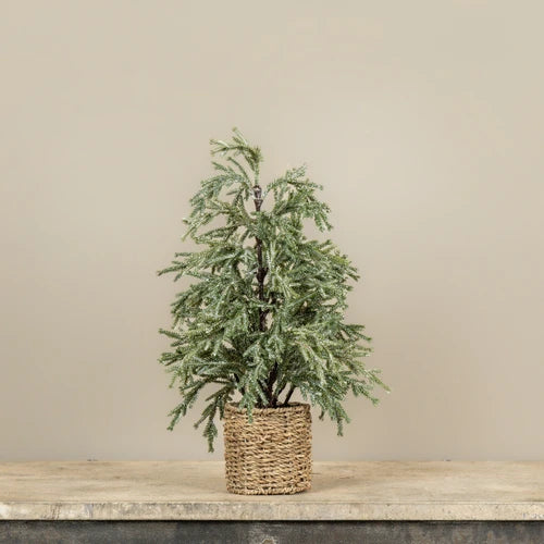 18" FROSTED PINE TREE IN BASKET