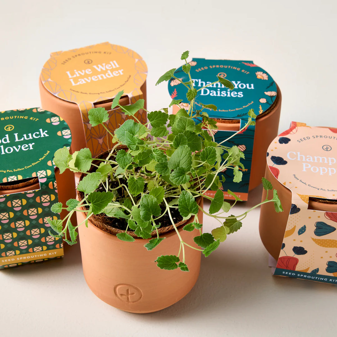 Seed Sprouting Kit Curious Catnip