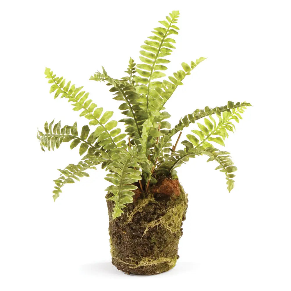 Boston Fern Drop In 9"