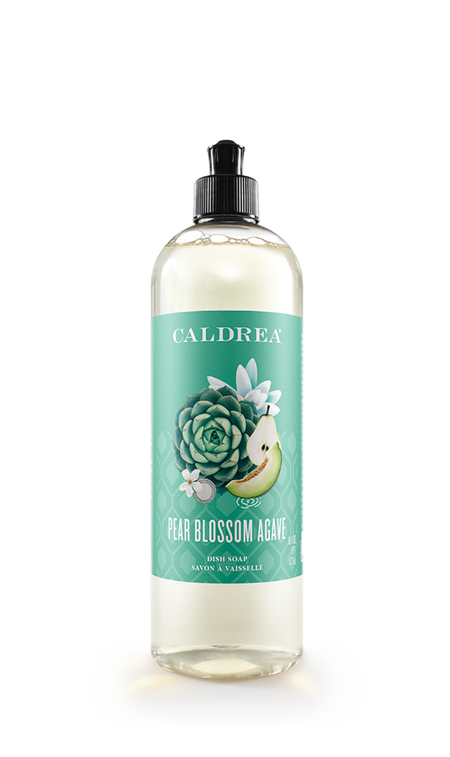 Pear Blossom Agave