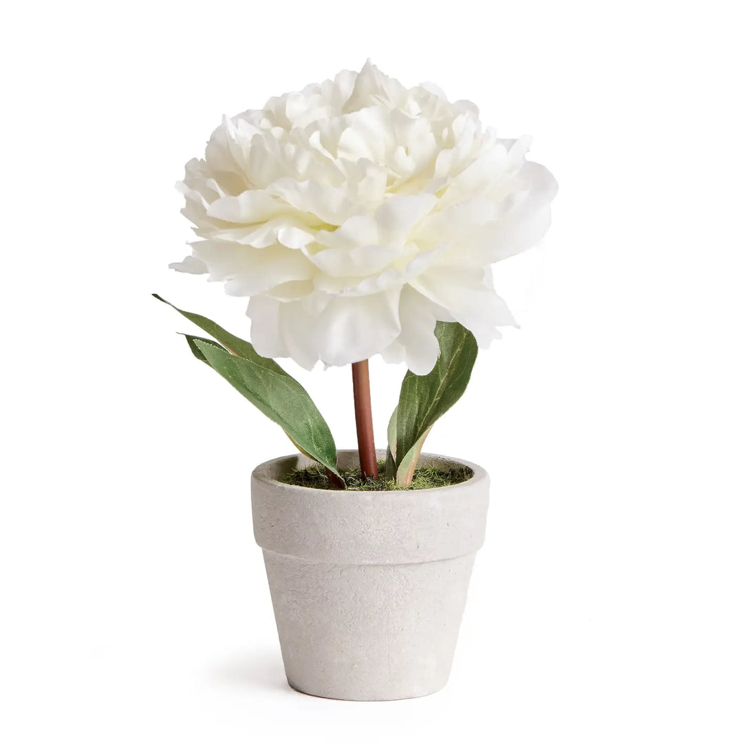 Mini Peony Potted 6.5 Cream