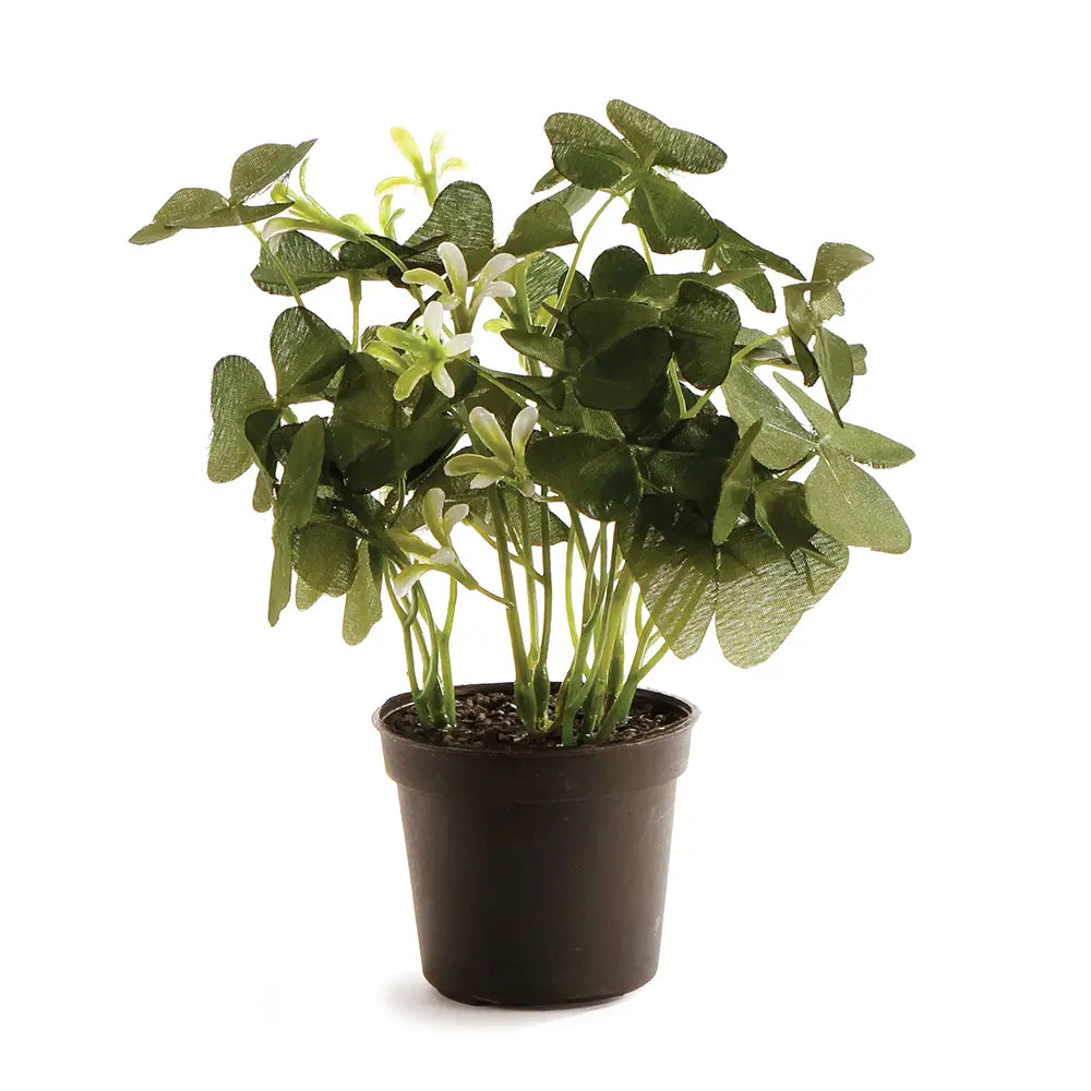 Clover 6.5" Potted