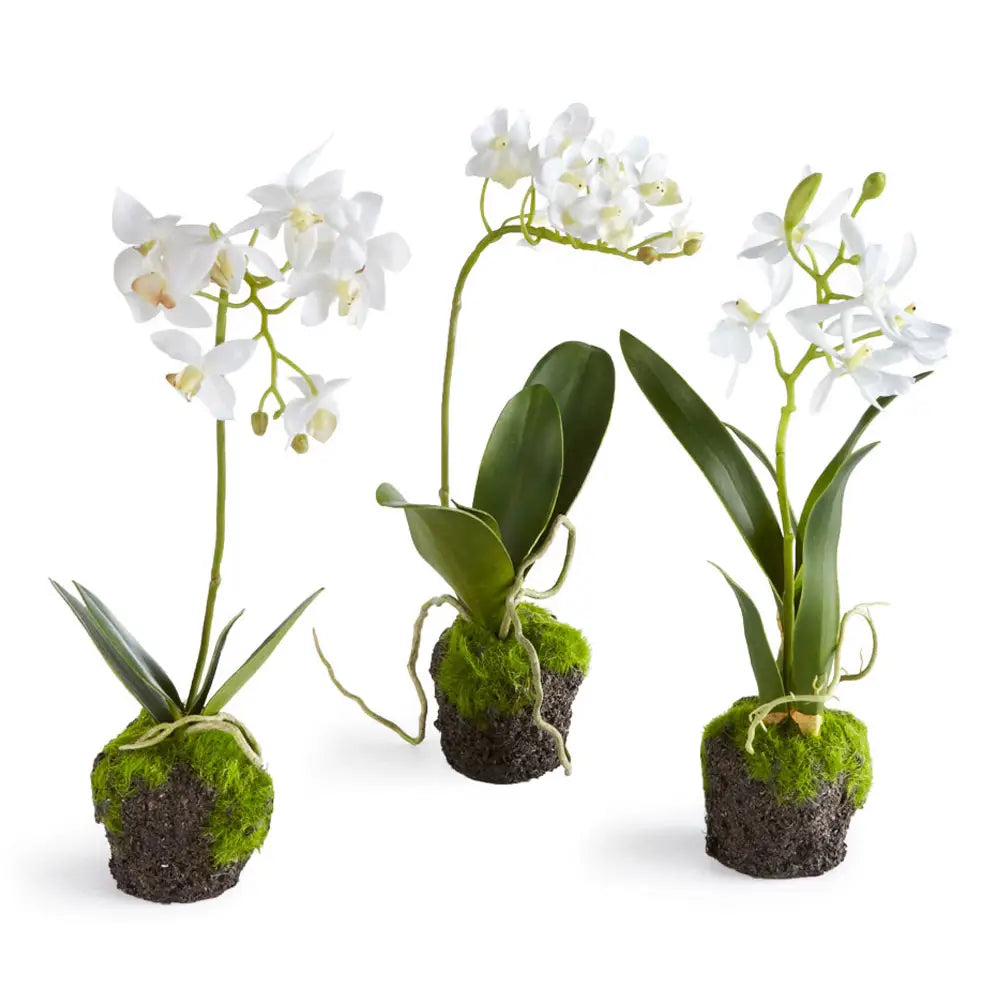 Dendrobium Drop In 12"