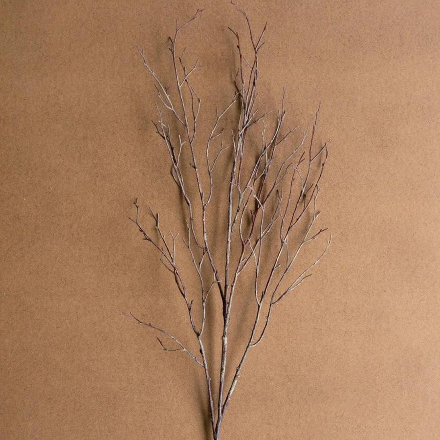 Birch Branch